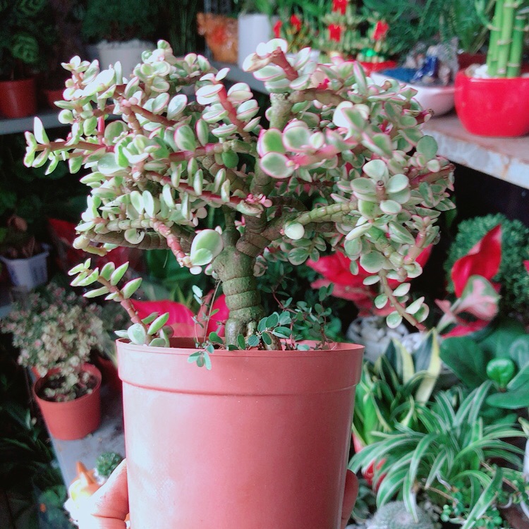 Cây Cành Vàng Lá Ngọc Cổ Thụ