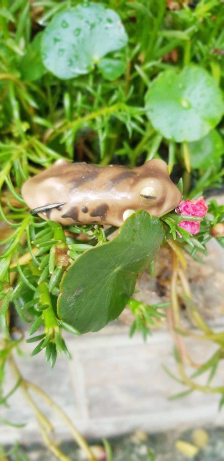 Mồi lure Lóc Frog Toon Thái Lan 2018