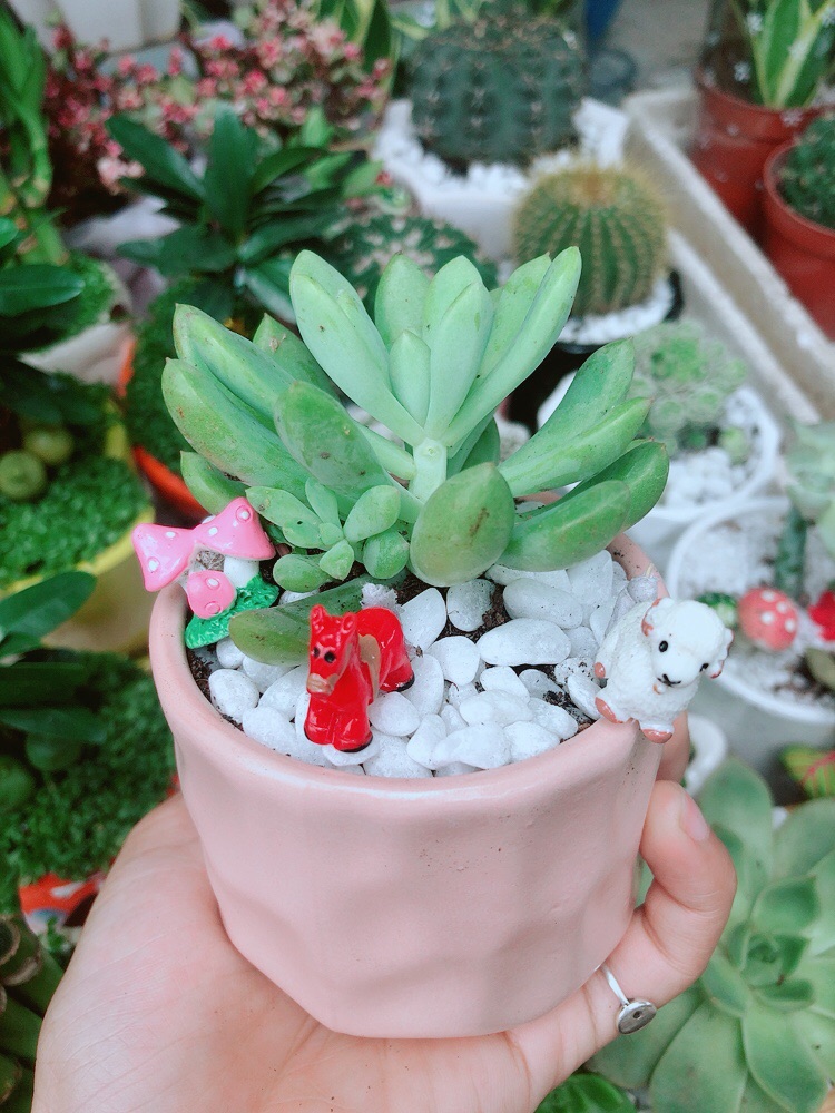 Chậu Sen Đá Tiểu Cảnh