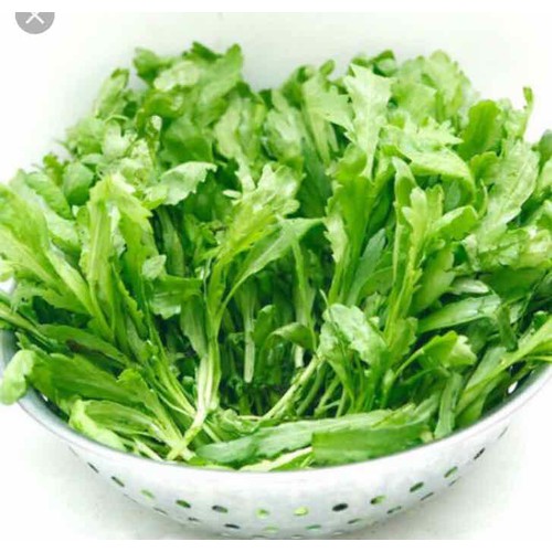 hạt giống Cúc Nếp ( Tần Ô) cao sản