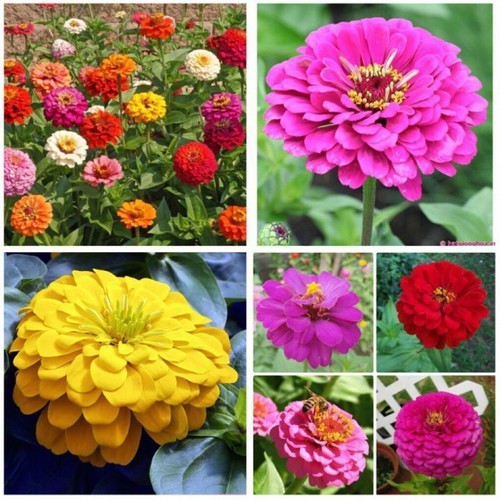 CHẬU Hoa cúc Zinnia (cúc lá nhám, cúc ngũ sắc, cúc cánh giấy, hoa duyên cúc hay bách nhật) SIÊU ĐẸP