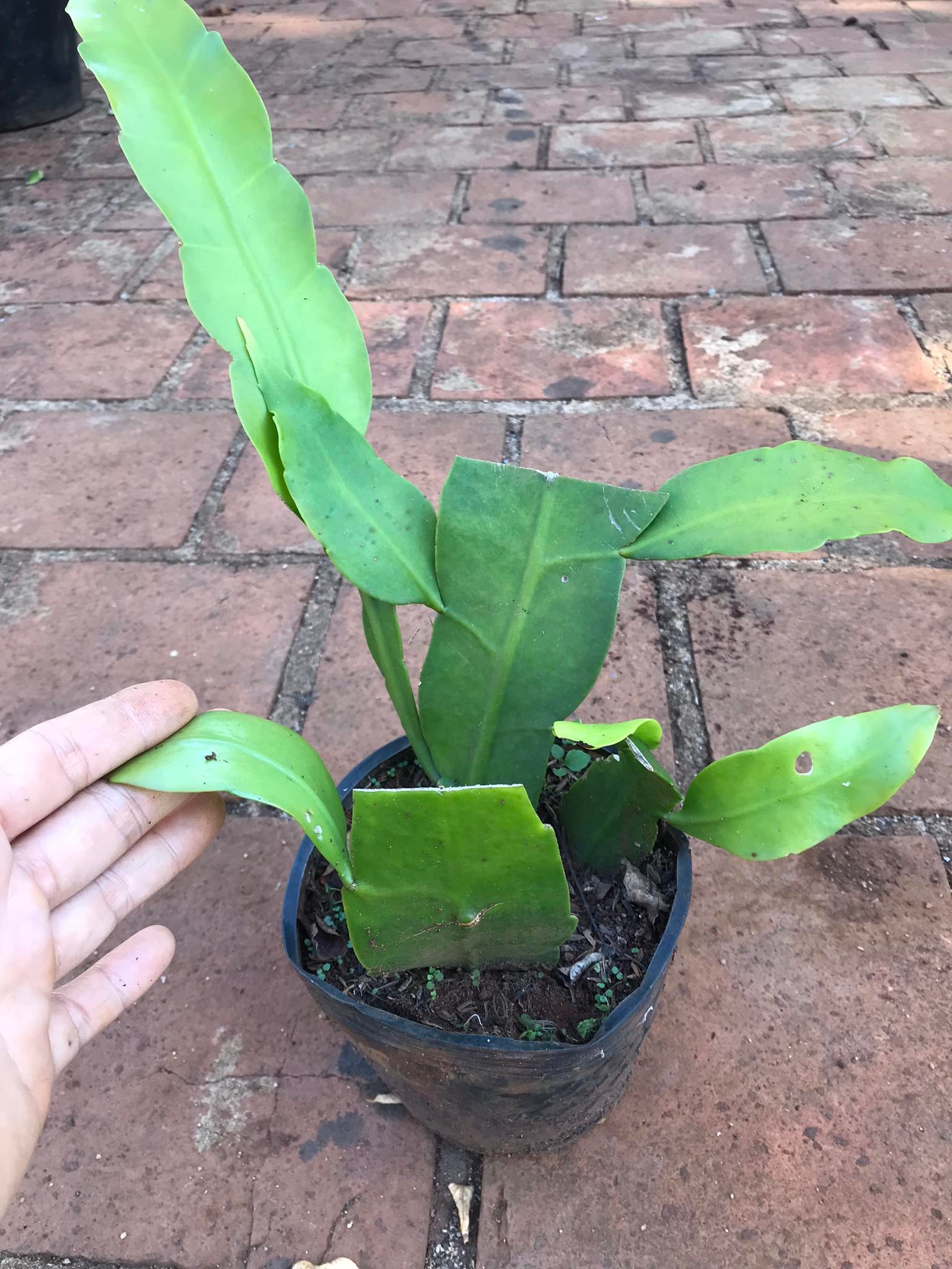 Quỳnh Hương, Dạ Quỳnh- Chậu Giống