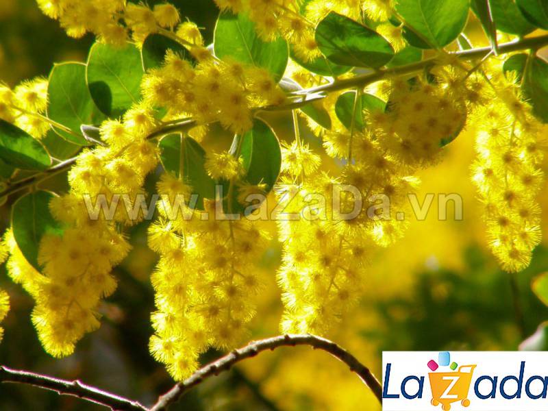 50h Hạt Giống Cây Mimosa (| -KD: B21*V64*M224)