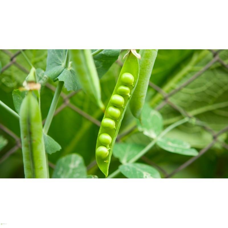 HẠT GIỐNG ĐẬU HÀ LAN - GÓI 20 GRAM