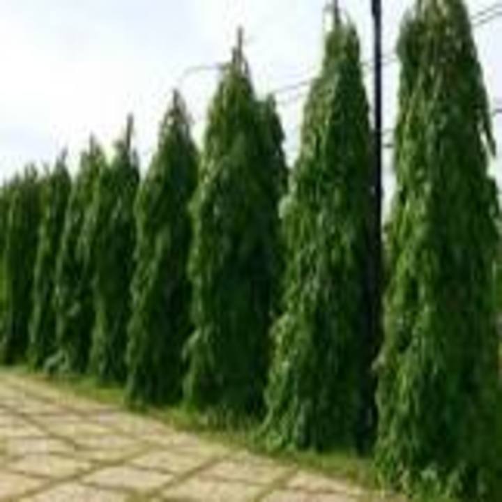 Cây Hoàng Nam(Tùng Ấn Độ) .Giá tốt, chất lượng