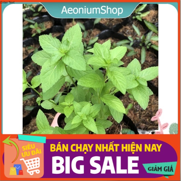 CÂY BẠC HÀ NHẬT - JAPANESE MINT