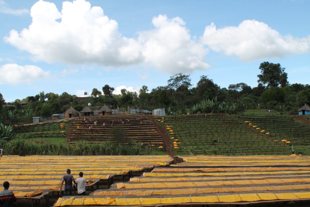 Cà phê rang mới Ethiopia Hambela Dabaye (ORGANIC certificated) 250g - cfi-coffee.com