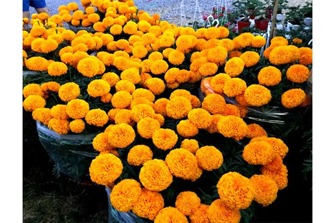 Hạt giống vạn thọ cây lở PN-999 15 hạt - Phú Nông Hạt Giống Vạn Thọ Pháp Hạt Giống Rau Củ Quả Nảy Mầm Nhanh Sinh Trưởng Mạnh - VTNN Nông Điền Trang