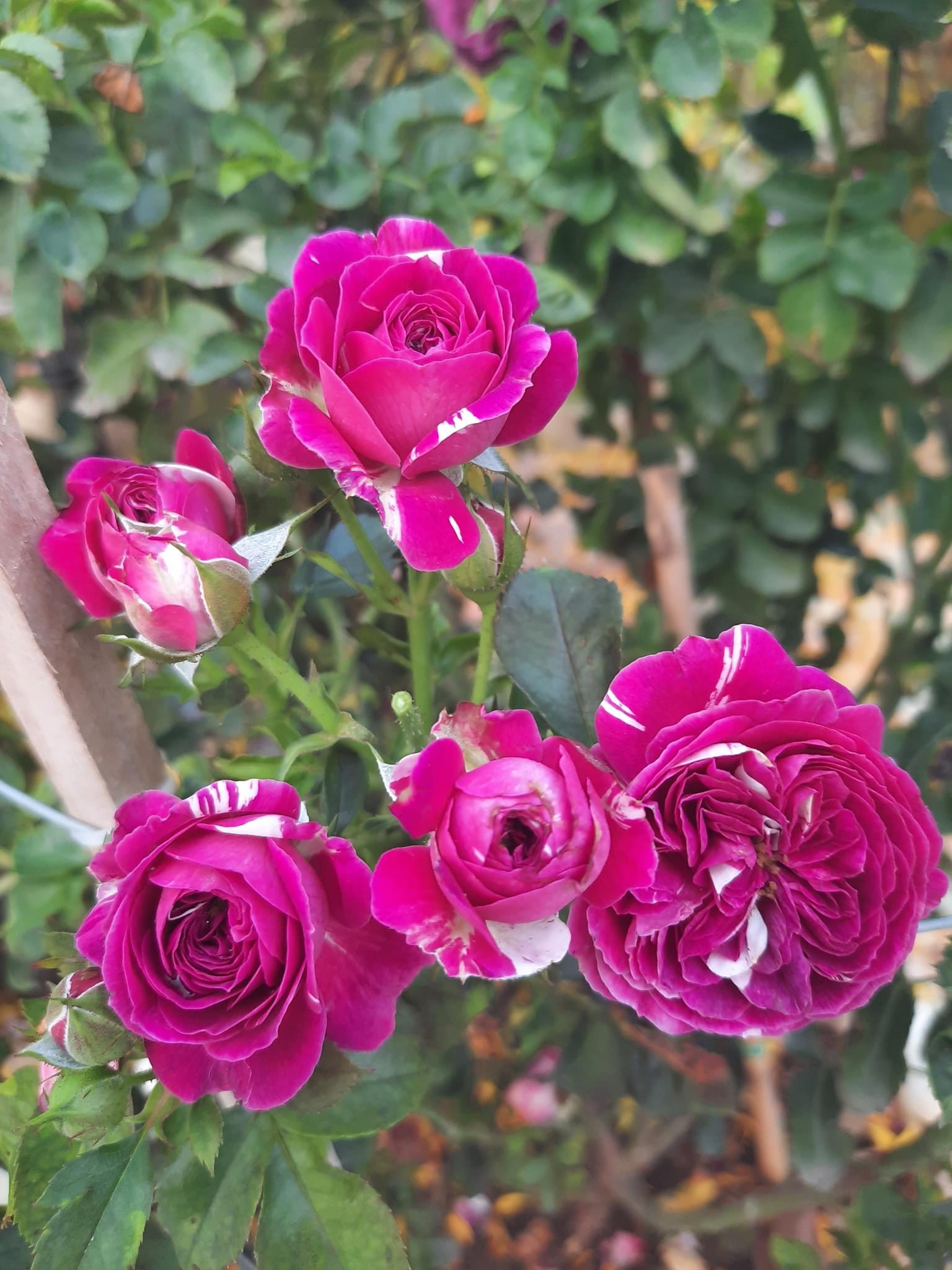 Hoa hồng Ngoại Scented Jewel Rose