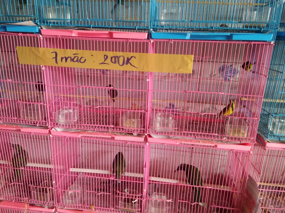 Lồng mini nuôi chim sâu ( giao màu ngẫu nhiên )