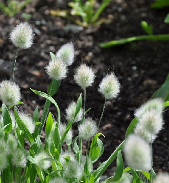 Rabbit Tail Grass Seeds (1 Pack of 100 Seeds)