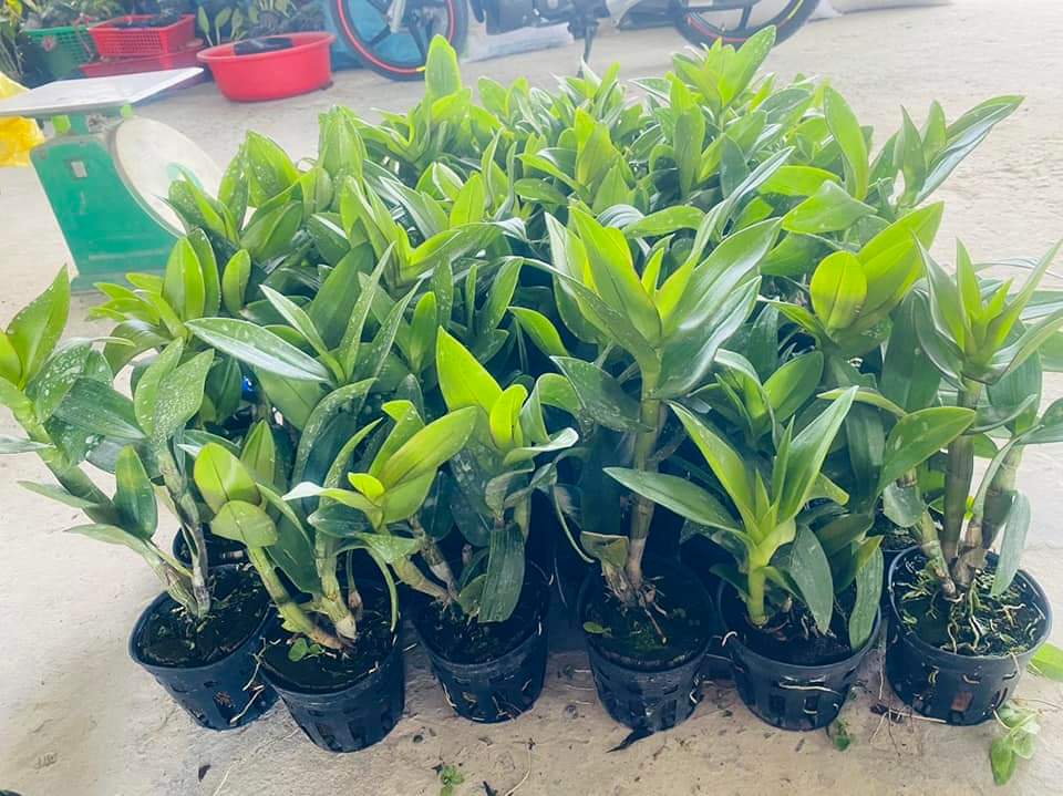 HOA LAN ĐỒNG TIỀN PASTER