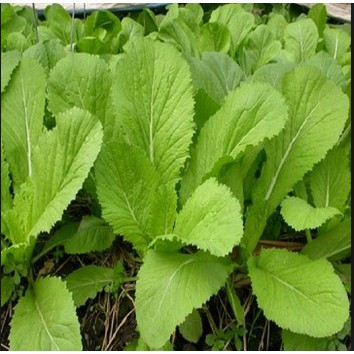 Gói 1kg Hạt Giống Cải Bẹ Vàng