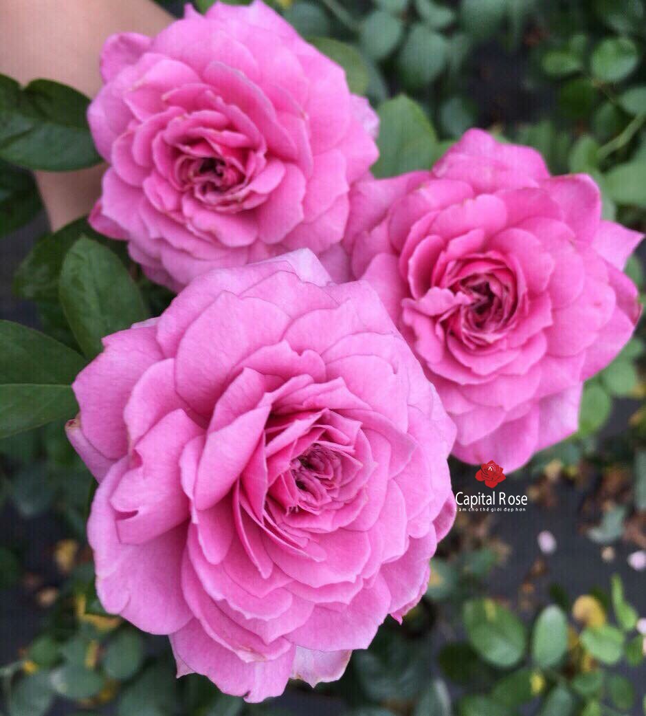 [Cây giống hoa] Hồng ngoại Tezza lùn (hồng bụi) màu Hồng size chậu C9 - CayGiongTot