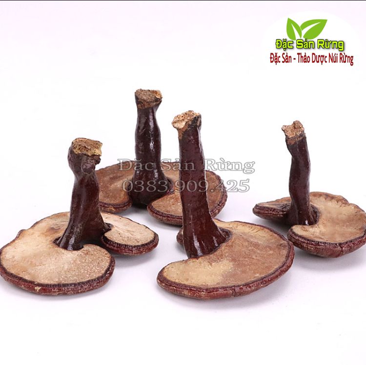 Nấm Linh Chi Đỏ - Đặc Sản Rừng ( gói 500gr )