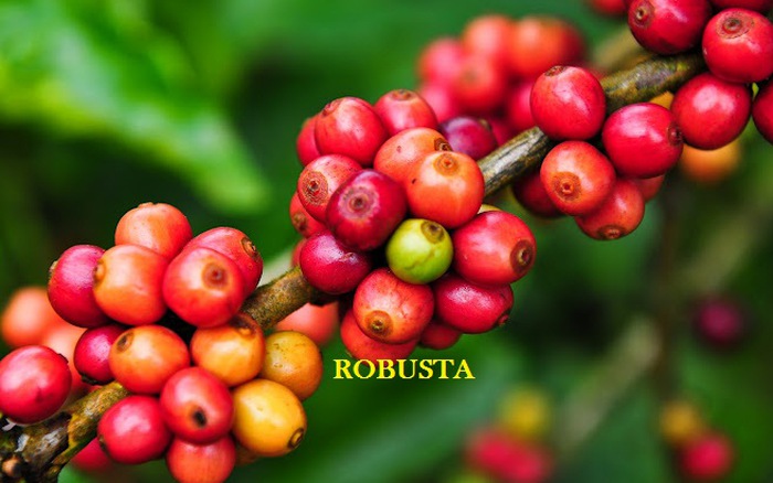 Cây giống Cà phê robusta - cây giống SIÊU HẠT cho năng xuất cao