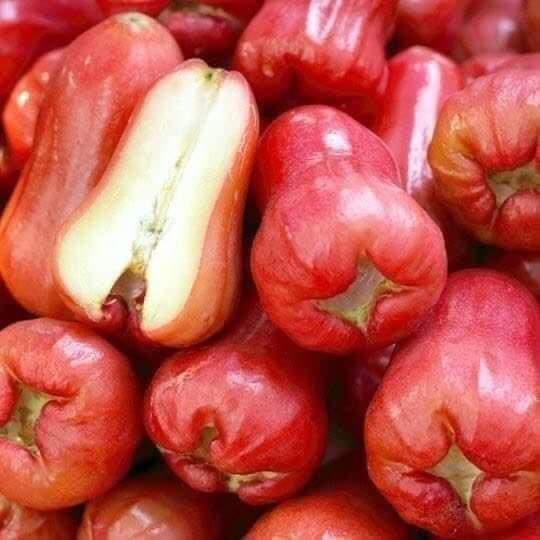 CÂY GIỐNG ROI ĐỎ (MẬN ĐỎ AN PHƯỚC)