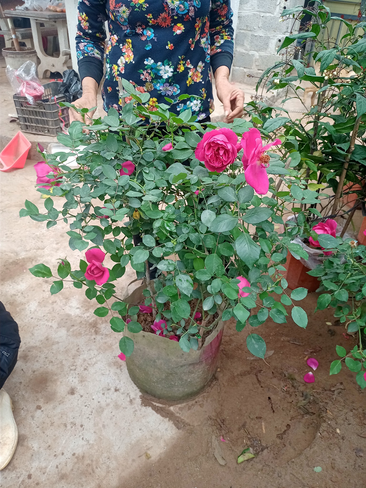 Cây hoa hồng nhung