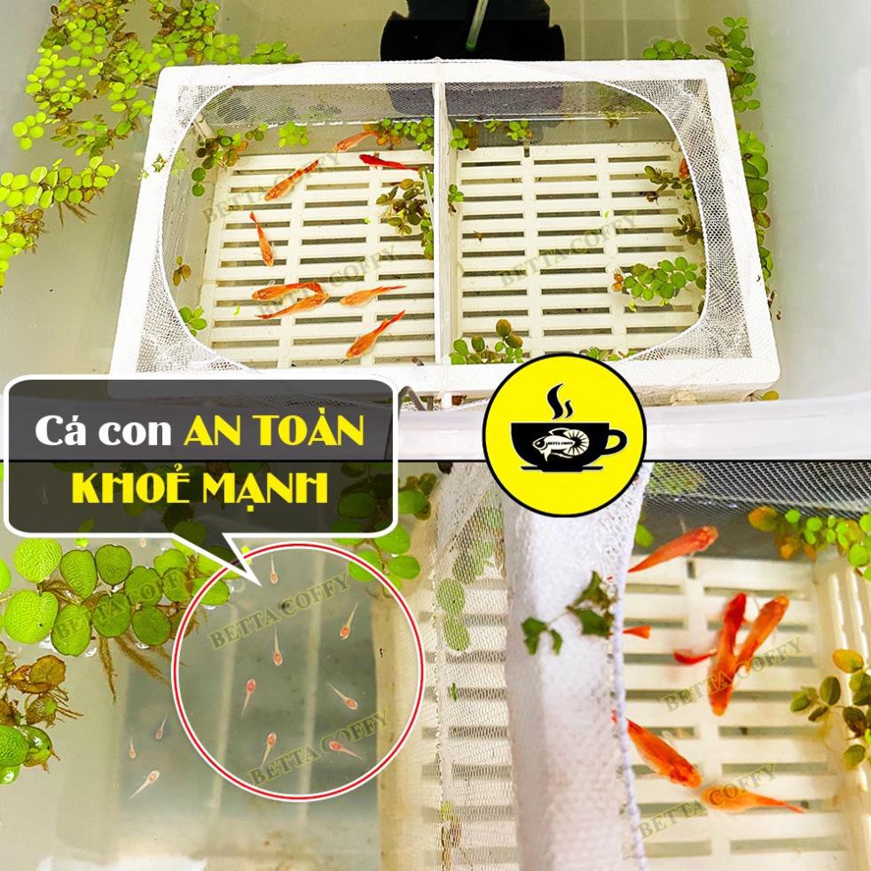 Vi Sinh Tiêu Hóa BAC+ - Giúp Cá Khỏe Nước Trong