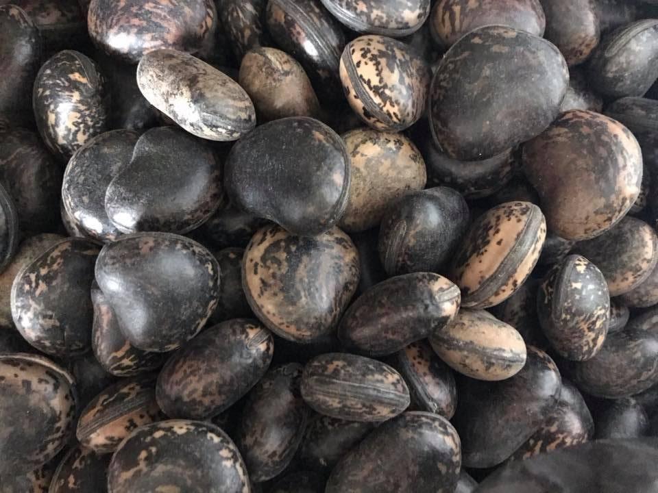 10 Hạt đậu lào