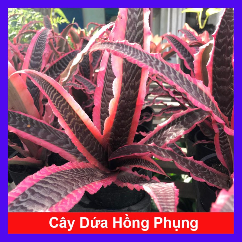 Cây Dứa Hồng Phụng - cây cảnh mini - cây cảnh để bàn + Tặng phân bón cho cây mau lớn - caykiengsadec