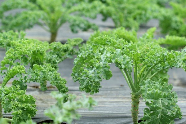 Hạt giống cải xoăn kale xanh
