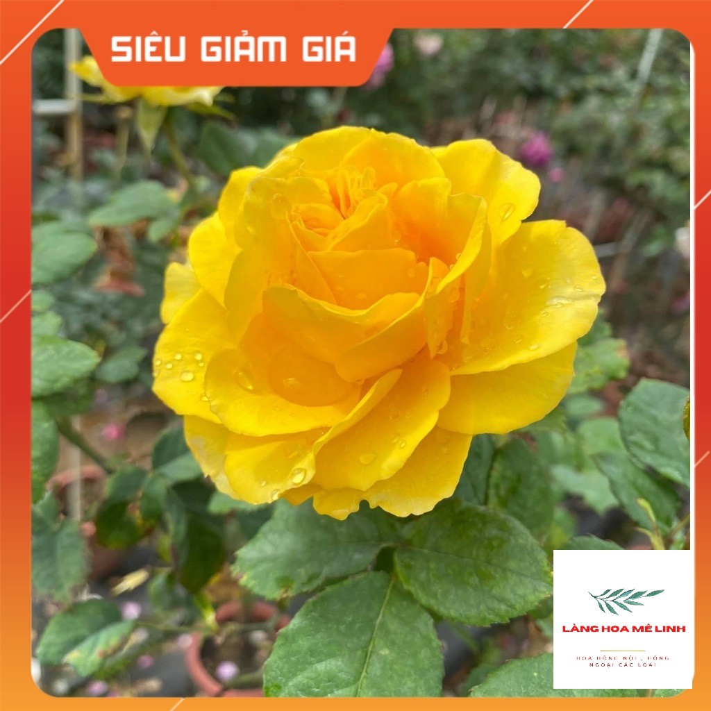 Hoa hồng ngoại Shell 🌺– Vẻ đẹp hấp dẫn trong những cánh hoa vàng rực rỡ🌺