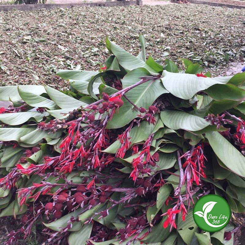 Cây dong riềng đỏ khô (gói 1kg) - DL162