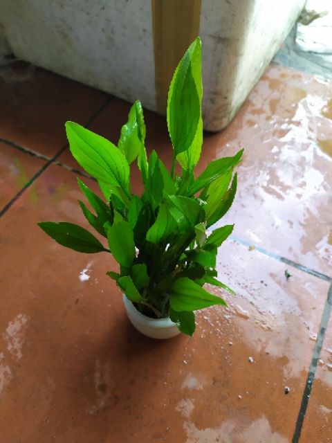 Cây Lan Nước thủy sinh (Ảnh thật của sản phẩm)