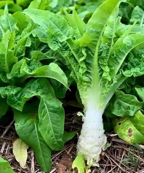 Hạt giống rau tiến vua