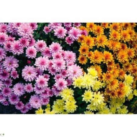 HẠT GIỐNG HOA CÚC ĐÀ LẠT - GÓI 5 GRAM