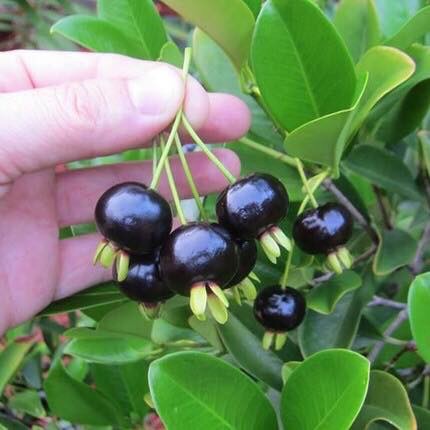 COMBO 2 GÓI ÔMAI CHERRY/ VIỆT QUẤT SIÊU NGON
