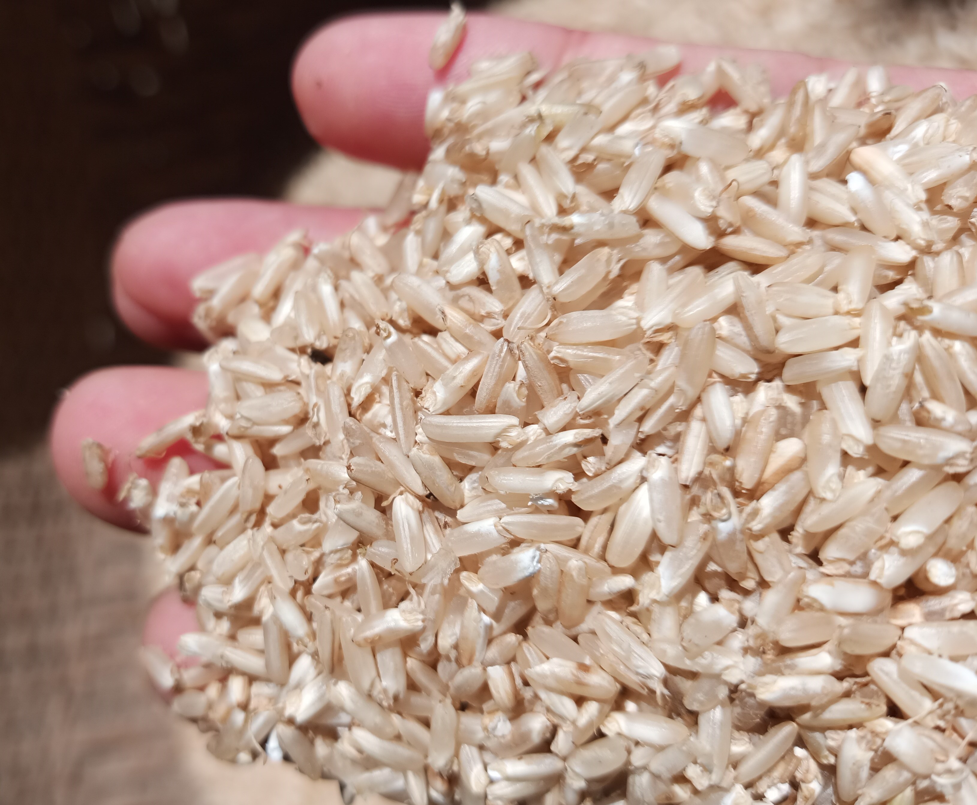 Gạo mầm Kagaba 5 kg
