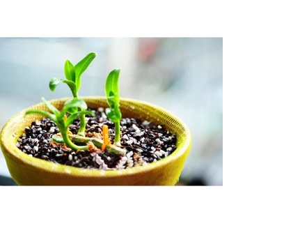 Giá Thể Trồng Lan Cao Cấp Đã Xử Lý
