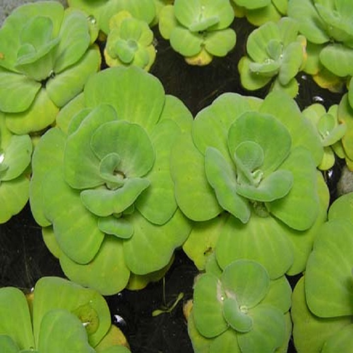 Cây giống bèo hoa dâu