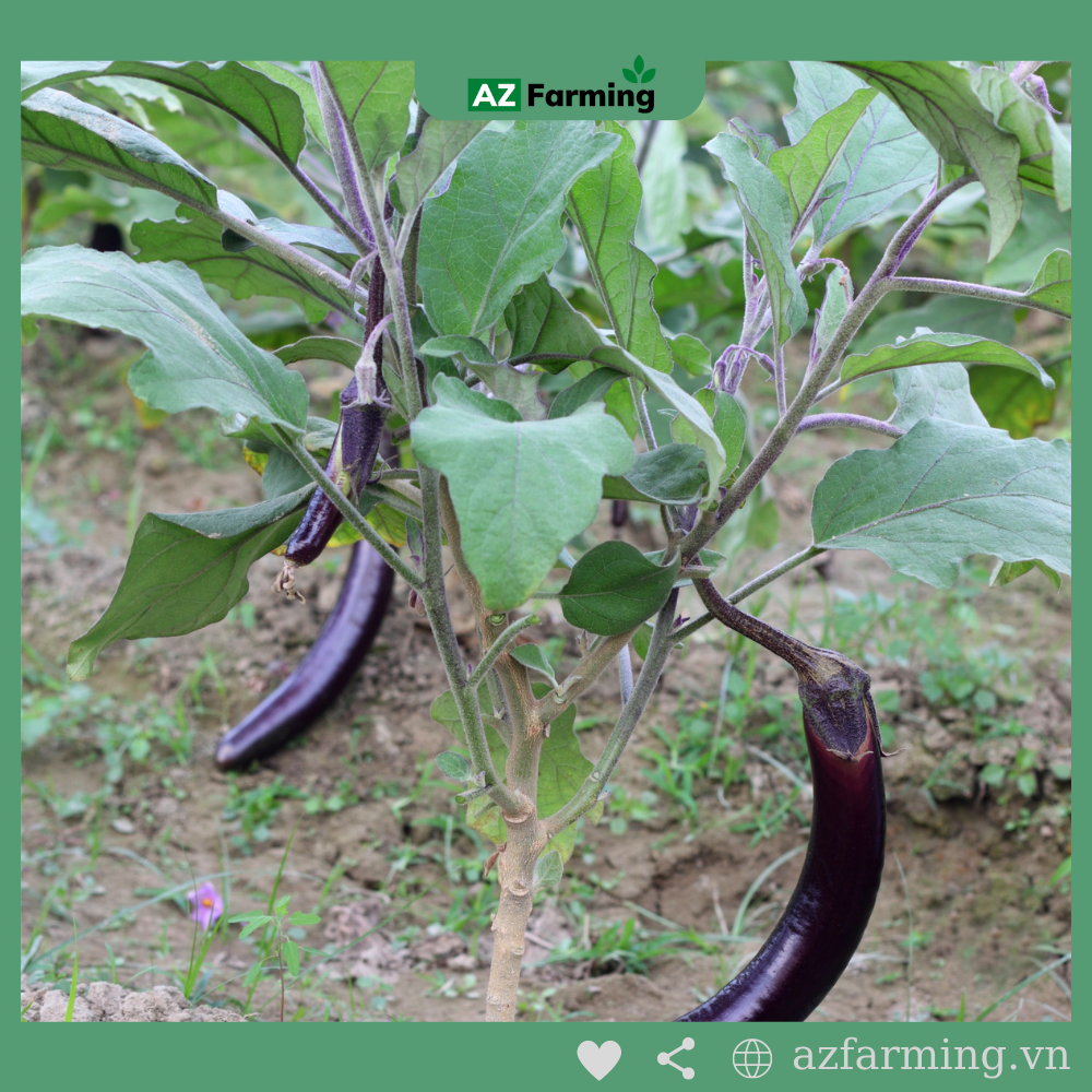 Hạt Giống Cà Tím Quả Dài - Gói 200 Hạt - AZ Farming