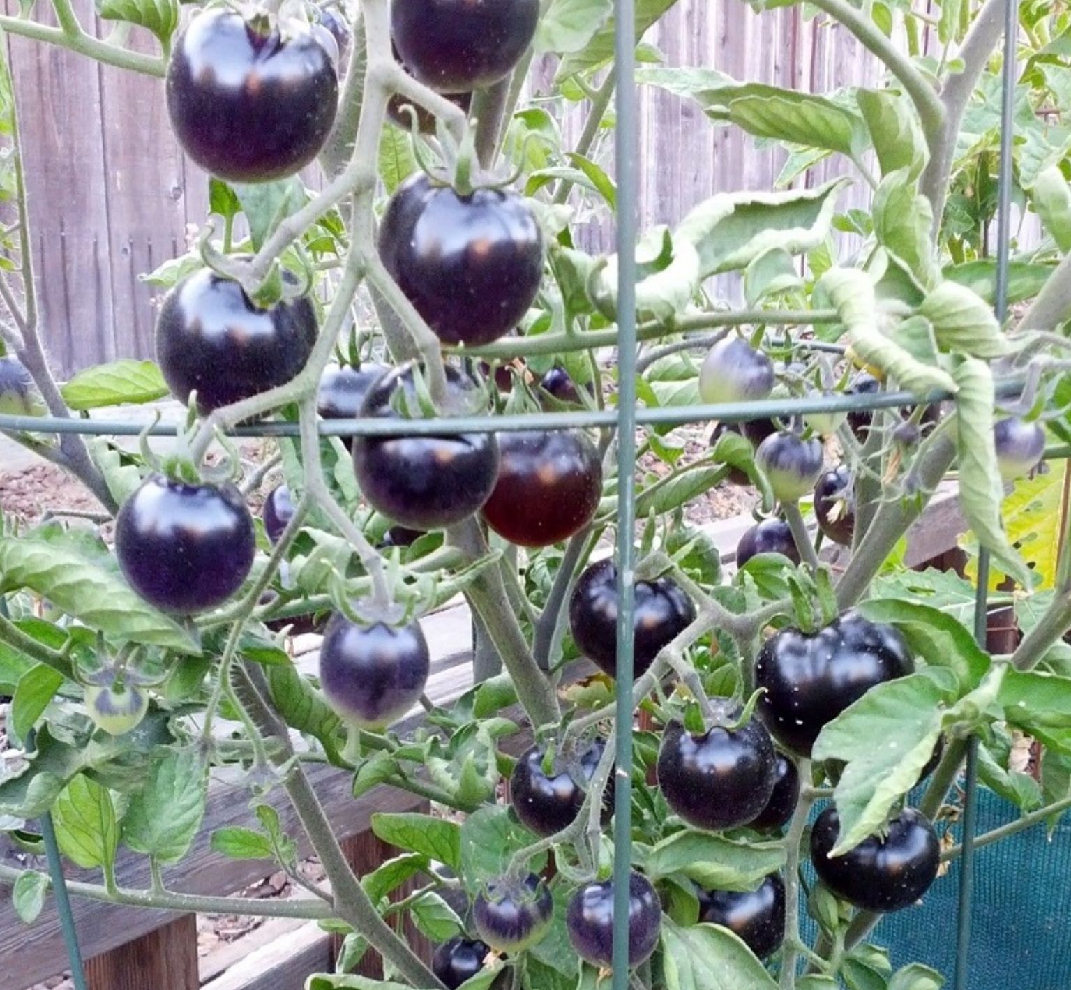 Hạt giống Cà chua đen (Black Tomato) - Maivangseeds