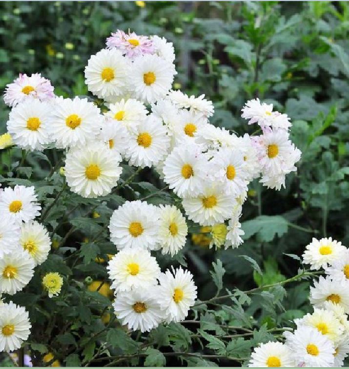 "Gói 50 Hạt " Hạt giống hoa cúc họa mi