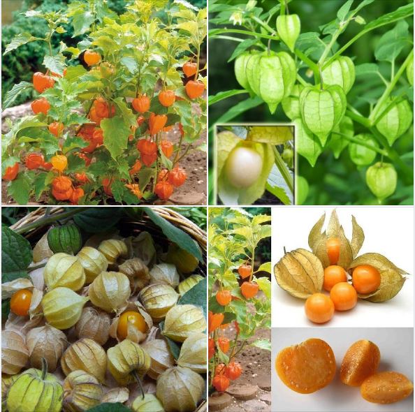 Hạt Giống Cây Thù Lù Nam Mỹ( Cây anh đào đất ) gói 50 hạt