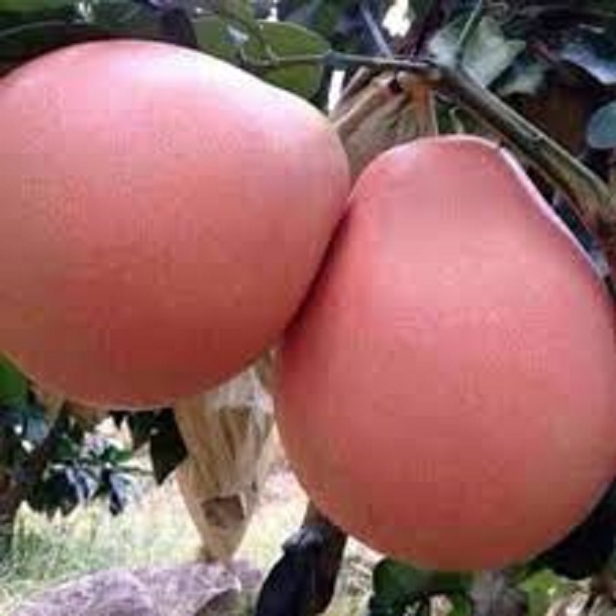 CÂY GIỐNG BƯỞI ĐỎ PHÚC KIẾN SIÊU NGON SIÊU QUẢ- CAM KÊT GIỐNG CHUẨN F1