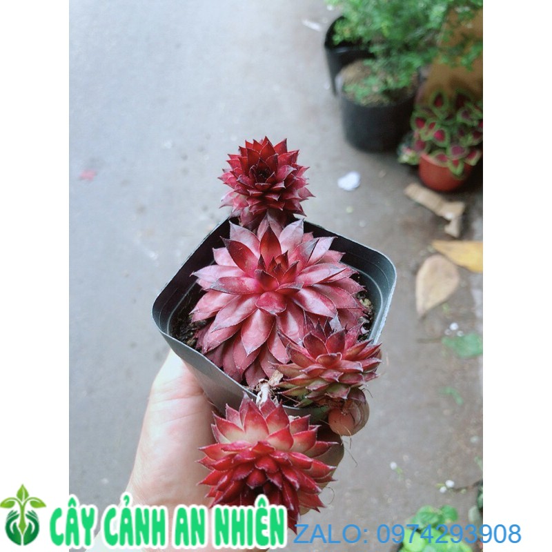 Sen Đá Phật Bà Đỏ