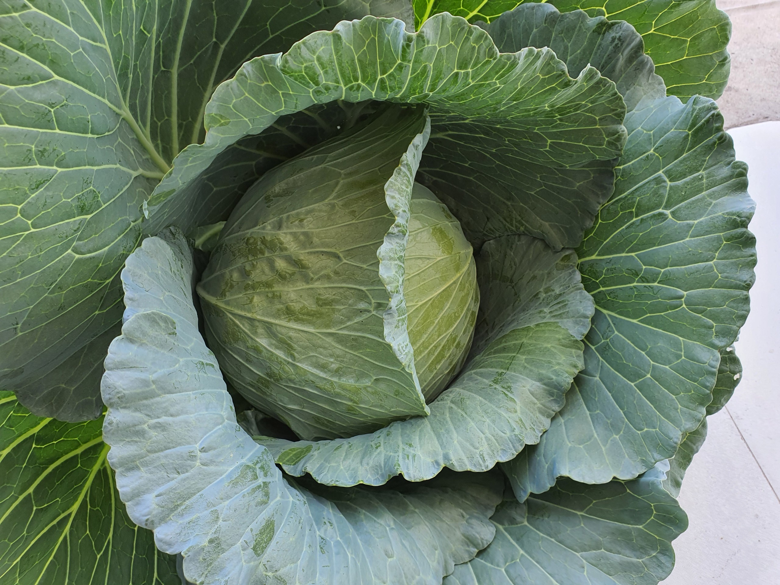 Combo 2 gói phân trùn quế 6kg