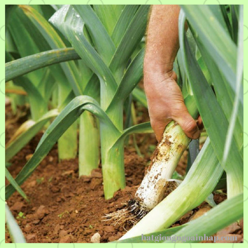 "Gói 1Gr=200Hạt " Hạt Giống Hành Baro - Tỏi Tây