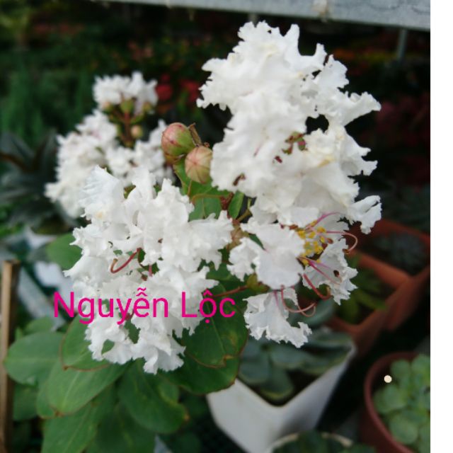Cây tường vi hoa trắng