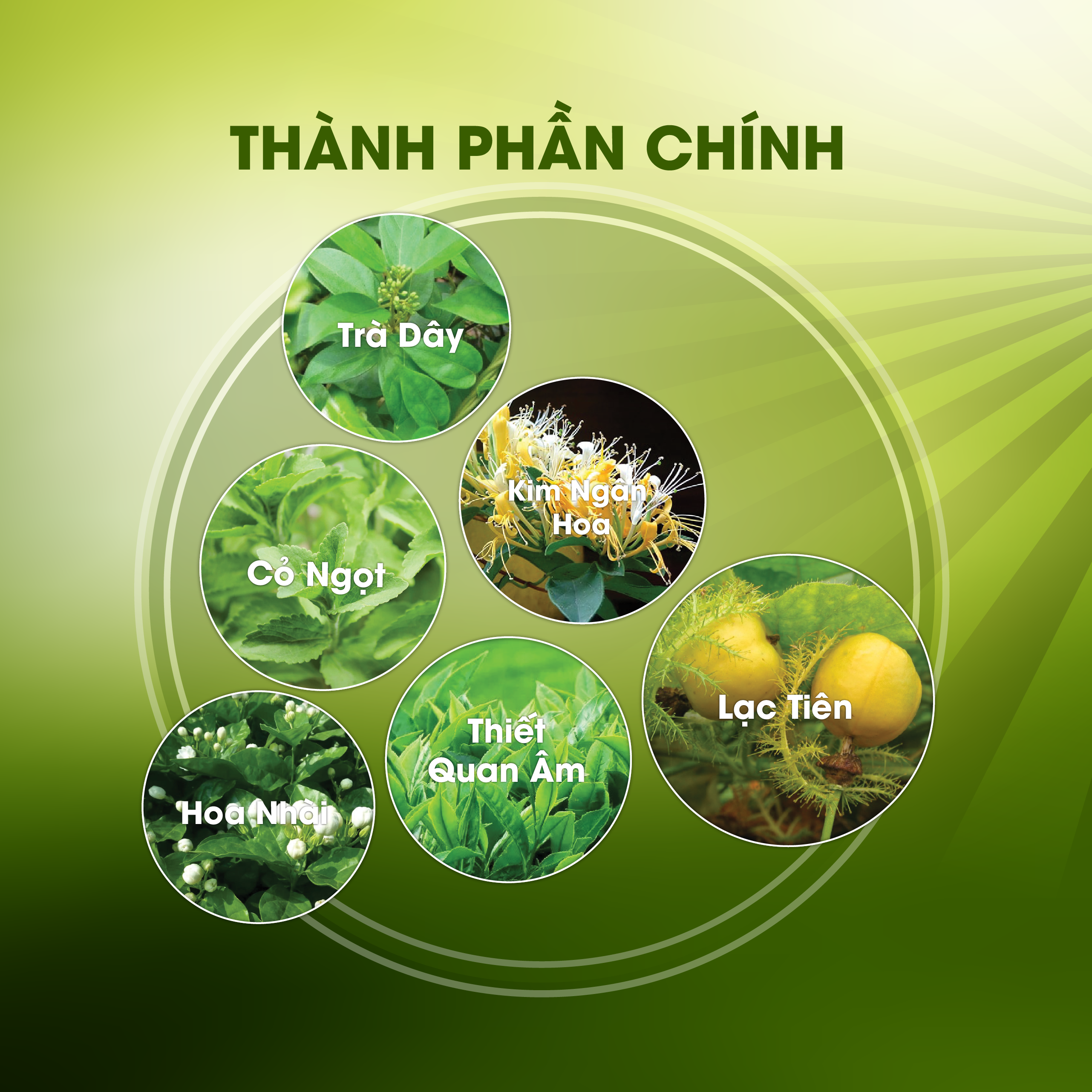 Trà Hoàng Thảo mộc ( túi 200g )