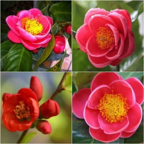 COMBO 2 cây Hải Đường Đỏ