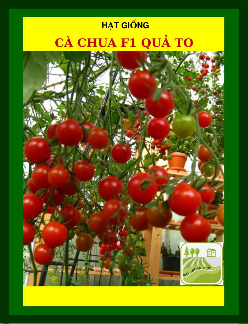 1G - Hạt Giống Cà Chua
