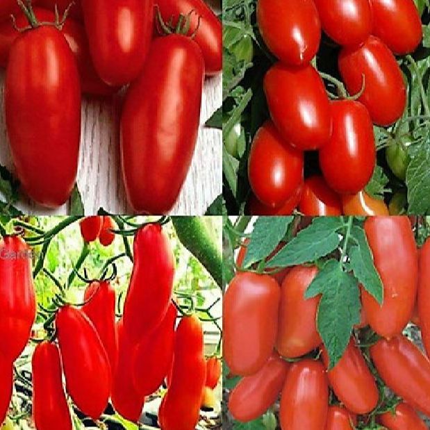 Hạt giống cà chua chuối ,quả dài-gói 20 hạt