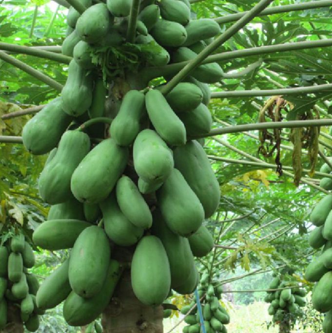 Hạt giống đu đủ lùn dể trồng-gói 10 hạt