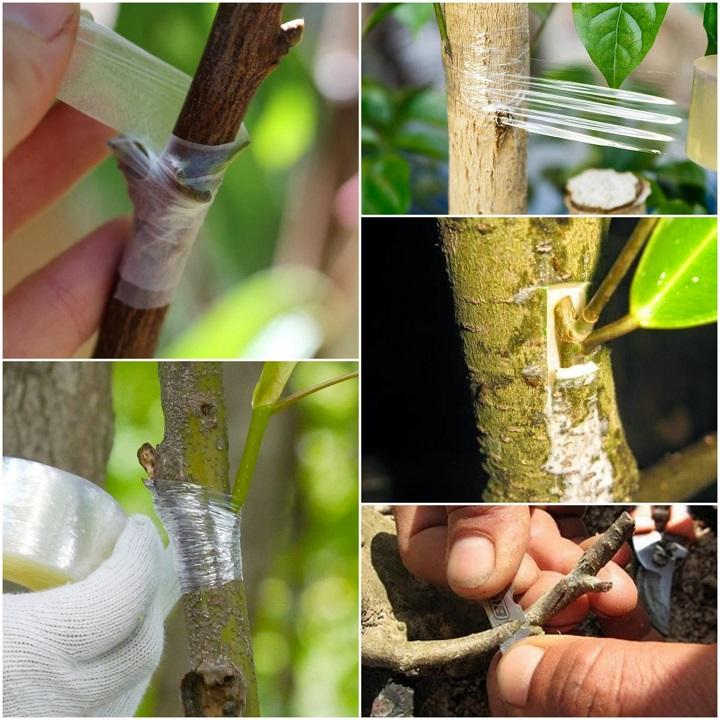 COMBO 3 CUỘN BĂNG CUỐN MỐI GHÉP CÀNH 120M